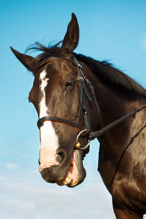 nitrito di cavallo da scaricare skype